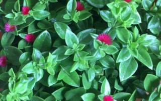 牡丹吊蘭是什么植物，屬多年生常綠草本植物