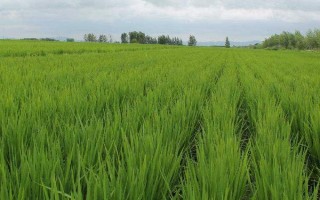 徽兩優(yōu)280水稻品種簡介，大田用種量每畝1.2公斤