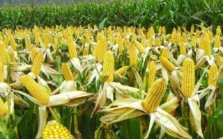 坤瑞588玉米種子特點，中抗穗腐病