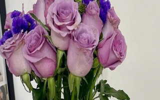 水培玫瑰花如何避免枯萎，要養(yǎng)在干燥、涼爽、通風處