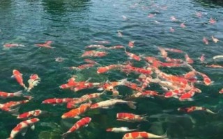 錦鯉為什么會(huì)掉鱗，可能是受到細(xì)菌感染