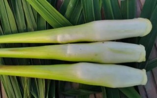 適合在農(nóng)村種植的農(nóng)作物，包括秋葵、香菜、小麥、水稻等品種