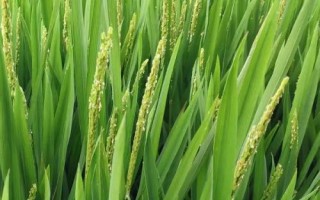 星兩優(yōu)137水稻品種的特性，中秈兩系雜交水稻品種