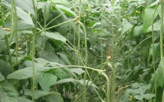 豆角爬滿架但不開(kāi)花怎么辦，增施磷鉀肥可促進(jìn)花芽分化