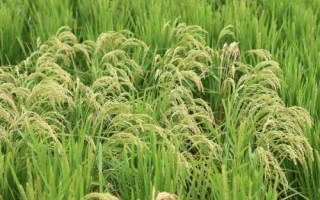 望兩優(yōu)851水稻種子特征特性，每畝有效穗數(shù)15.4萬穗