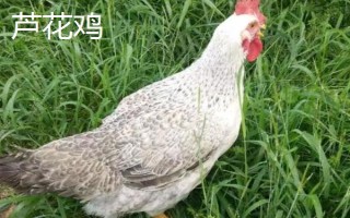蘆花雞和普通雞有什么區(qū)別，品種、外觀均不同