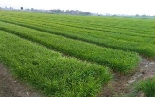 韭菜怎么育苗，宜用新籽播種