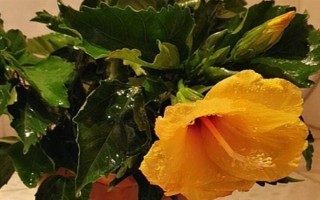 芙蓉花葉子發(fā)白的原因，可能是土壤不適或光照不足等