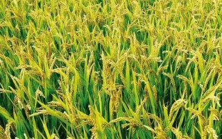 5優(yōu)68水稻品種簡介，粳型雜交水稻品種