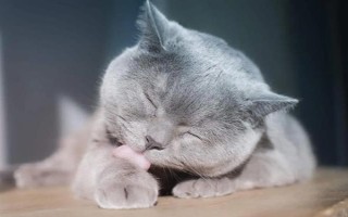 貓?zhí)蛄说夥暮蠊?，可能出現(xiàn)食欲不振、精神萎靡、嘔吐腹瀉等癥狀