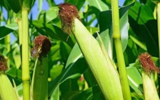 金冠597玉米種子介紹，中抗紋枯病