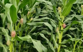 河洛158玉米種子簡介，種植密度4500株/畝左右