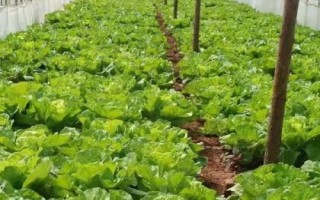 承包土地種哪些作物能賺錢，當(dāng)前種植沙棘、越桔等果樹(shù)很有市場(chǎng)前景