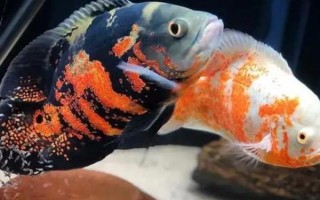 地圖魚身體發(fā)白的原因，可能是得了白點病或白毛病等