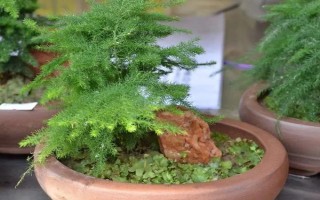 文竹葉片發(fā)黃如何處理，因受到暴曬而發(fā)黃需轉(zhuǎn)移到半陰處