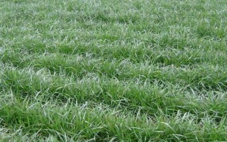 黑麥草的種植方法，在春季3-4月份種植為佳