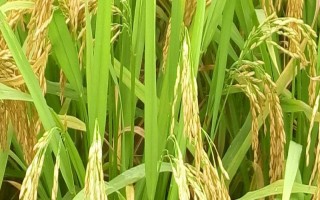 武陵粳1號水稻種子特征特性，中抗白葉枯病