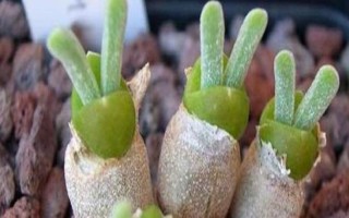 多肉兔耳朵的養(yǎng)殖方式，一般需要隔兩年給其翻盆換土