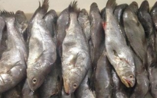 米魚(yú)簡(jiǎn)介，廣泛分布于北太平洋西部