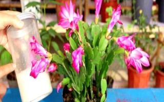 蟹爪蘭春天如何施肥，追肥盡量選擇復(fù)合型花肥