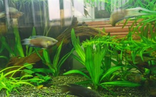 斗魚喂食要喂多少，成年魚喂到7-8成飽即可