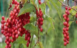 五味子畝產(chǎn)多少斤，畝產(chǎn)1500-3000斤鮮貨