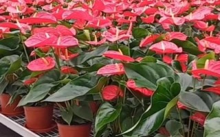 紅掌爛根怎么辦，先洗根再剪掉爛根