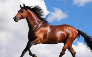 關(guān)中馬的養(yǎng)殖要點，需選擇頸部細長、肌肉豐滿的種馬作為養(yǎng)殖對象
