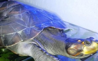 黃頭側(cè)頸龜吃小魚嗎，會吃一些死了的小魚