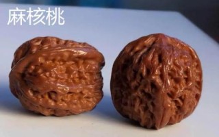 核桃樹上的蟲子是什么，常見蟲子為樗蠶蛾