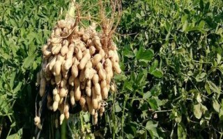 花生的種植時(shí)間，不同地方種植花生的時(shí)間也不一樣