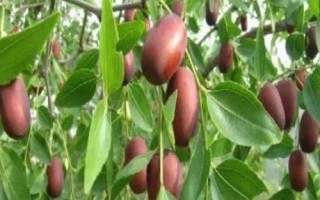 油棗的產(chǎn)地，產(chǎn)地為忻州保德