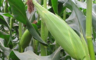 縱橫618玉米種子特點(diǎn)，注意防治瘤黑粉及地下害蟲(chóng)