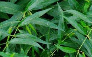 老瓜頭簡(jiǎn)介，是一種直立半灌木