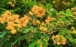 現(xiàn)在種植什么樹能賺錢，可種植彩葉樹種、喬木類等