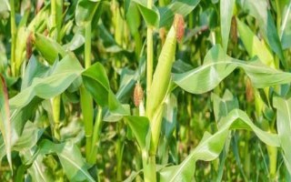 京農(nóng)科829玉米種子特征特性，高抗莖腐病