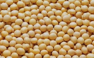 吉育637大豆種子特點，一般4月下旬播種