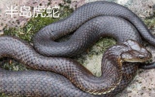 虎蛇有哪些品種，包括普通虎蛇、西方虎蛇、帝島虎蛇等種類