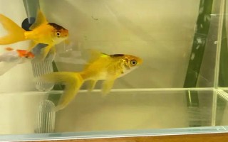 魚缸水發(fā)黃的處理方法，需更換飼料和注意換水等