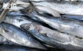 鲅魚和青魚的區(qū)別，科屬分類、形態(tài)特征、棲息環(huán)境均不同