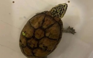 果核龜能否用深水養(yǎng)，成年后才能放在深水中