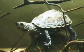 能不能用深水飼養(yǎng)烏龜，豬鼻龜、麝香龜?shù)绕贩N可以養(yǎng)在深水缸中