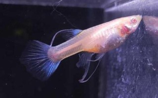 孔雀魚(yú)母魚(yú)生產(chǎn)完多久放回原缸，盡量單獨(dú)飼養(yǎng)5天后再放