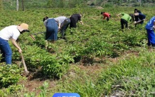 白術(shù)種子的種植方法，播種時(shí)間為3月下旬至4月上旬