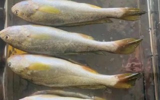 最貴的水產(chǎn)動(dòng)物是哪十種,包括藍(lán)龍蝦、帝王鮭、鵝頸藤壺等種類