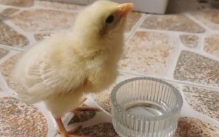 小雞能不能喝牛奶，飼喂牛奶容易拉稀