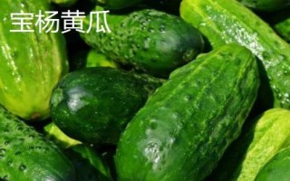中國(guó)黃瓜之鄉(xiāng)在哪里，指的是山東曲堤鎮(zhèn)