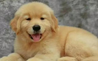 金毛犬可以活多久，壽命一般為12-15年左右