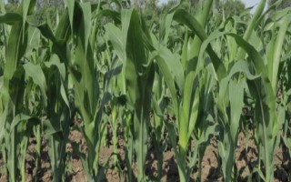 D1633玉米種子介紹，出苗至成熟127.3天