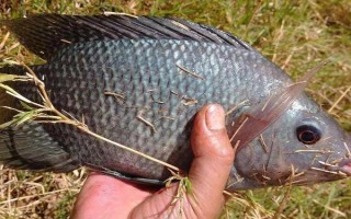 如何垂釣產(chǎn)卵期的鯽魚(yú)，早上作釣更容易上鉤